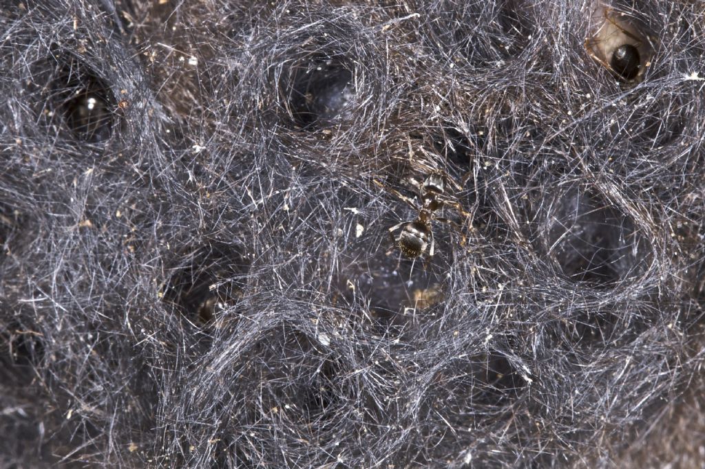 Lasius ?